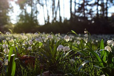 Close-up of white flowering plants on field
