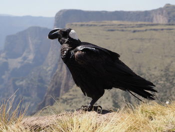 Closeup portrait of thick-billed raven corvus crassirostris resting semien mountains, ethiopia.