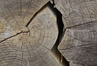 Close-up of tree stump in forest