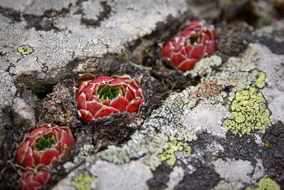 High angle view of red crab on rock