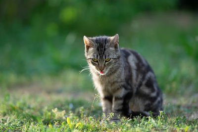 Cat looking away on field