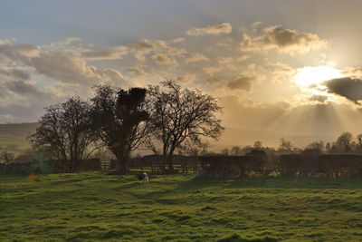 Scenic view of field against sky during sunset