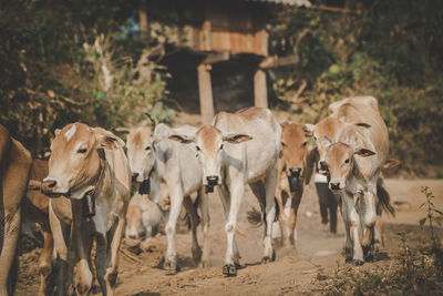 Cows standing in a field