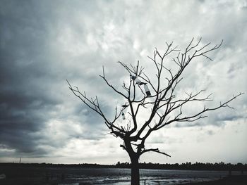 Silhouette bare tree against sky