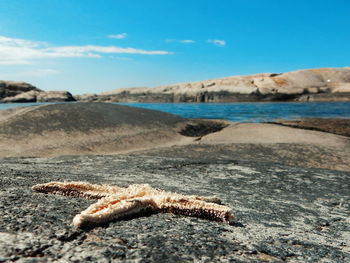 Close-up of starfish by river against blue sky on sunny day