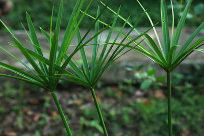 Close-up of plant growing on field