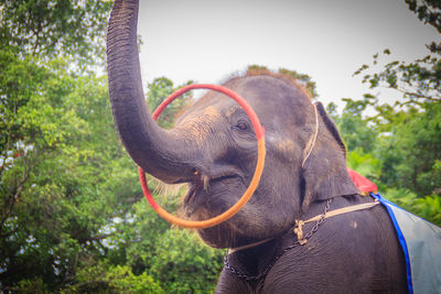 Close-up of elephant