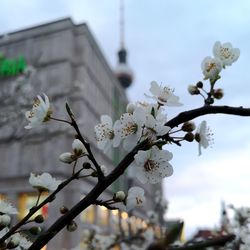 Cherry blossoms against sky