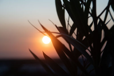 Close-up of silhouette plant against sky during sunset