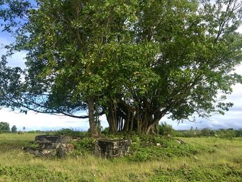 Trees on field against sky