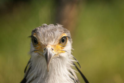 Close-up of a bird looking away