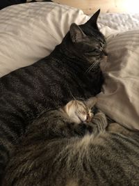 Cat resting on bed