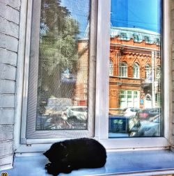 Cat looking through window