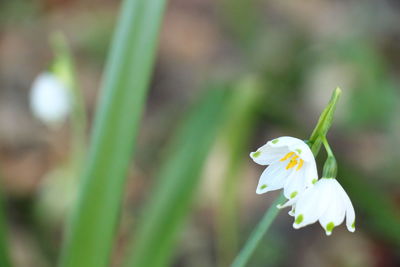 Close-up of white flowering plant