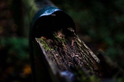 Close-up of tree stump