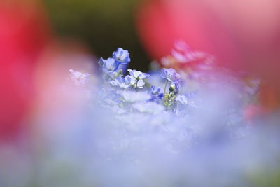 Close-up of cherry blossom