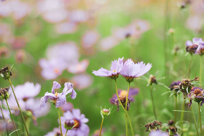 Close-up of pink flowering plants on field