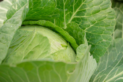 Fresh cabbage from farm field. view of green cabbages plants.non-toxic cabbage.non-toxic vegetables.