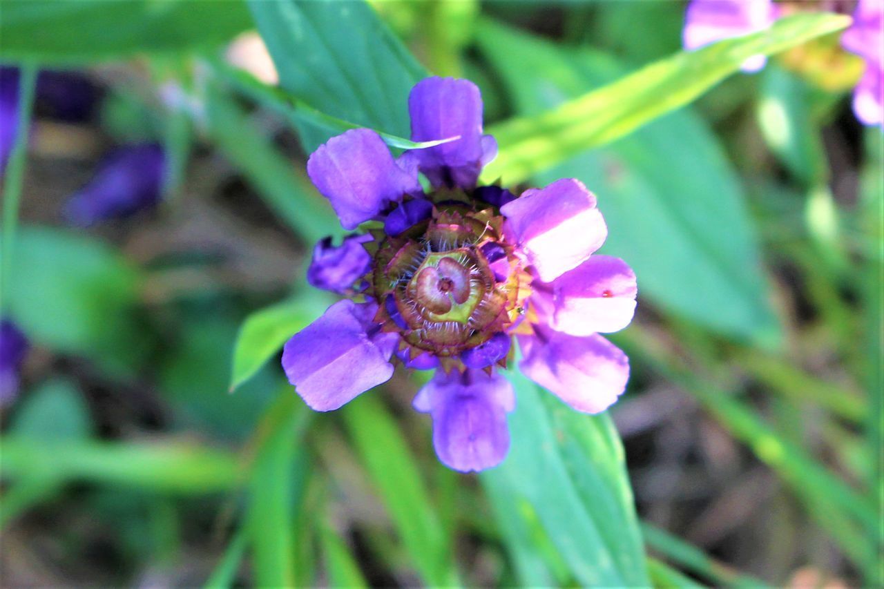 CLOSE-UP OF HONEY BEE POLLINATING ON PURPLE FLOWER