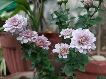 Close-up of pink flowering plant