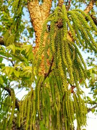 Low angle view of pine tree