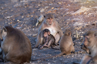 Monkeys sitting on a land