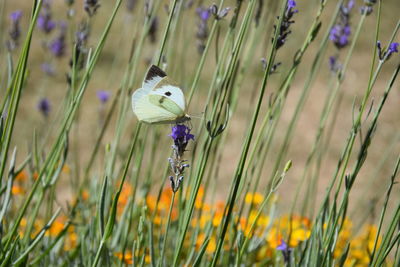 Close-up of butterfly on purple flower