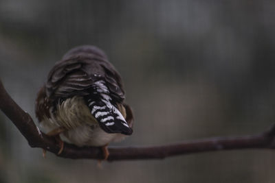 Close-up of a bird perching on a branch