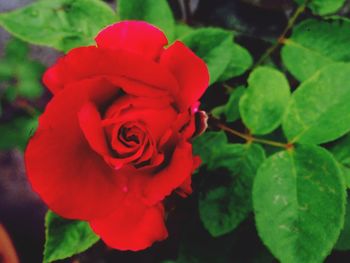 Close-up of red rose