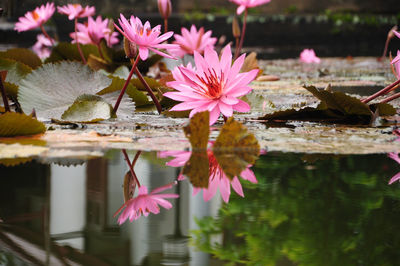 Close-up of pink water lily in lake