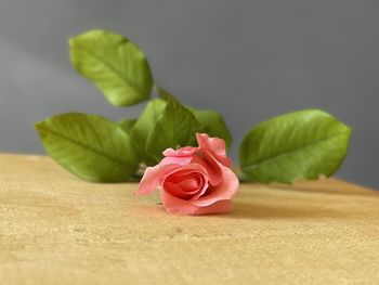 Close-up of pink rose on table