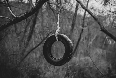 Close-up of swing hanging on tree