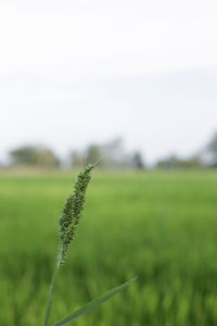 Close-up of crop growing in field