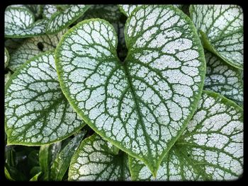 Close-up of fresh green leaves