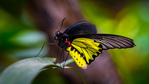 Close-up of butterfly perching on plant