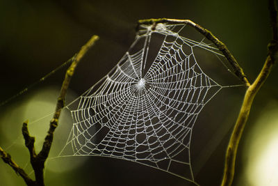 Close-up of spider on web