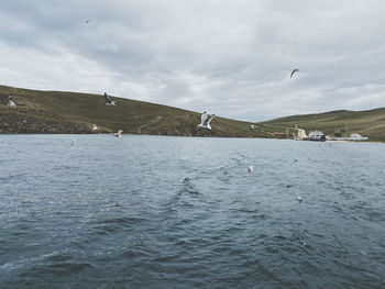Seagulls flying over sea against sky