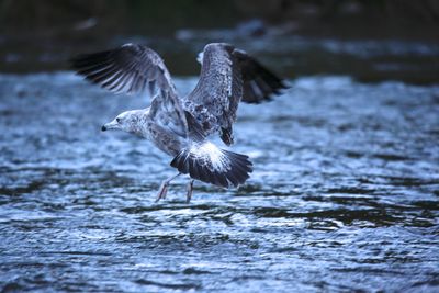 Seagulls flying over lake