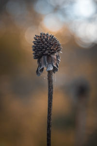 Close-up of dried plant