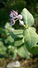 Close-up of flowers