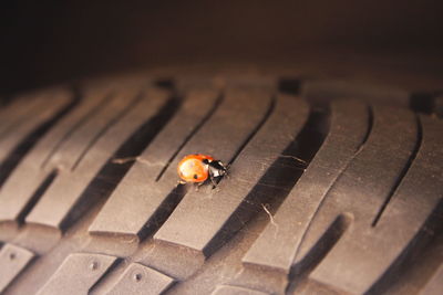 Close-up of ladybug on blurred background