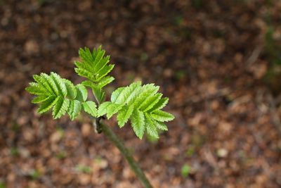 Close-up of small plant growing on field