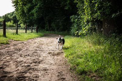 Dog walking on road