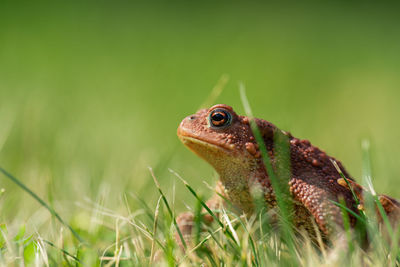 Close-up of lizard on land