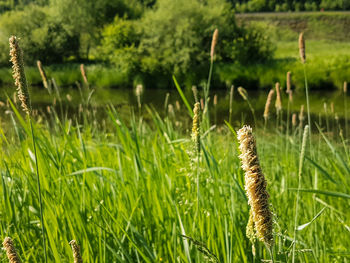 Close-up of grass on field
