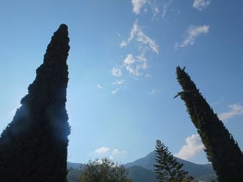 Low angle view of cactus against sky