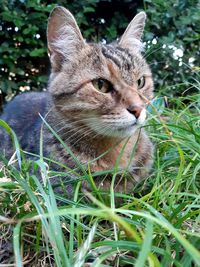 Close-up of a cat looking away