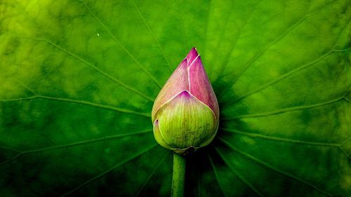 Close-up of lotus flower bud growing outdoors