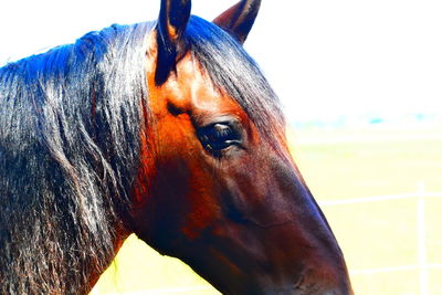 Close-up of horse in stable