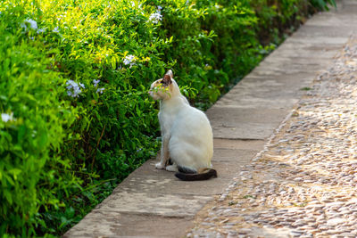 Cat sitting on footpath